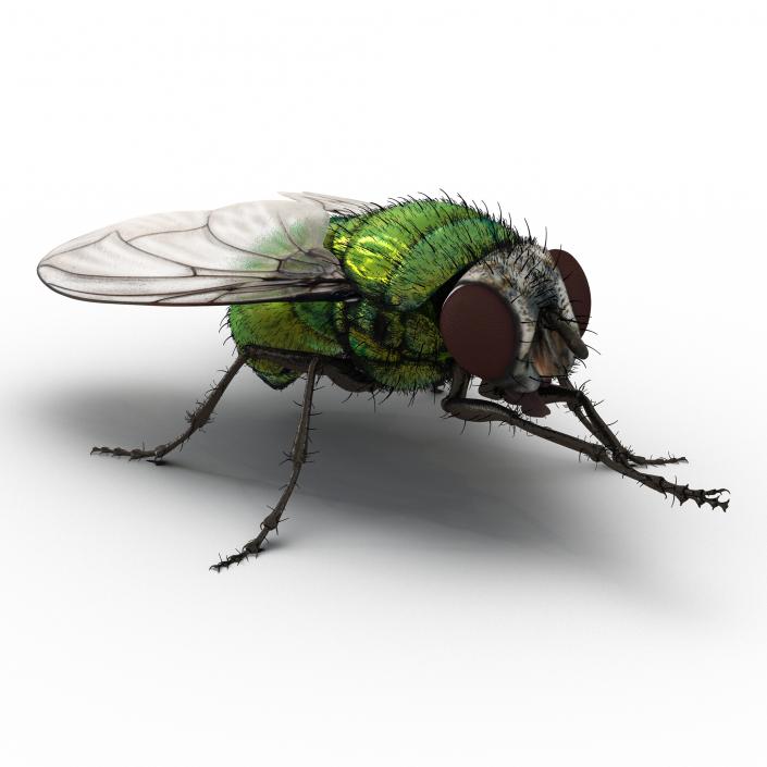 Green Bottle Fly Pose 2 with Fur 3D