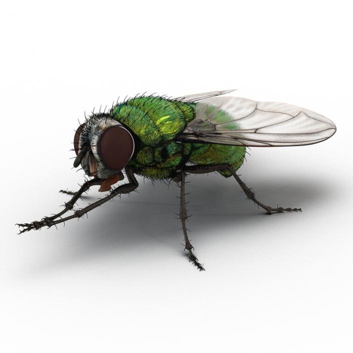 Green Bottle Fly Pose 2 with Fur 3D