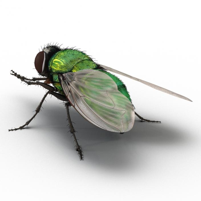 Green Bottle Fly Pose 2 with Fur 3D