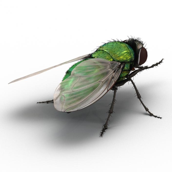 Green Bottle Fly Pose 2 with Fur 3D