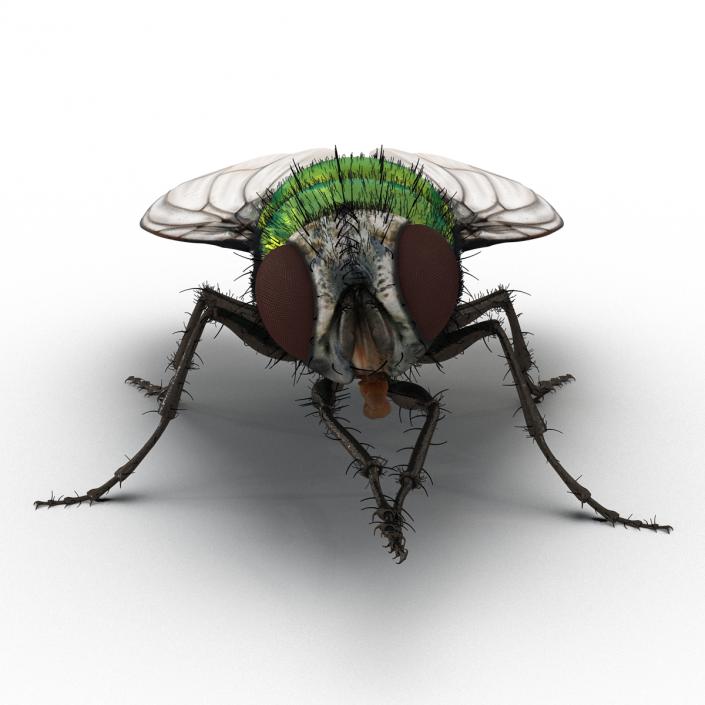 Green Bottle Fly Pose 2 with Fur 3D