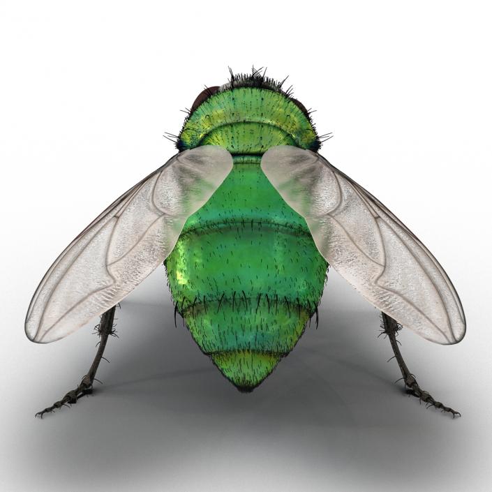 Green Bottle Fly Pose 2 with Fur 3D