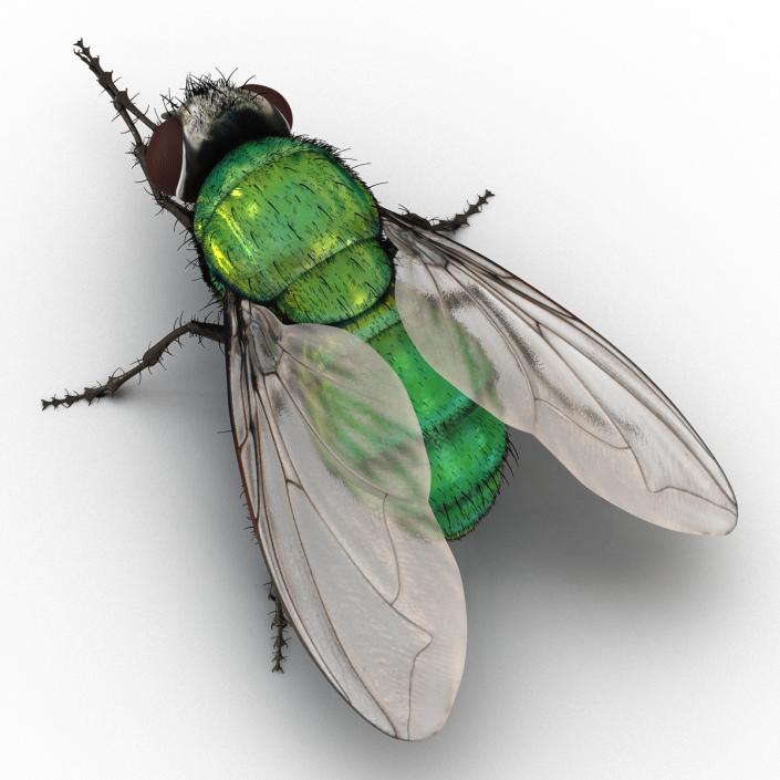 Green Bottle Fly Pose 2 with Fur 3D