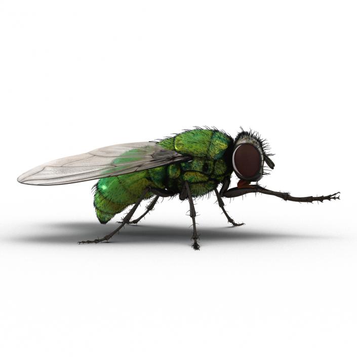 Green Bottle Fly Pose 2 with Fur 3D