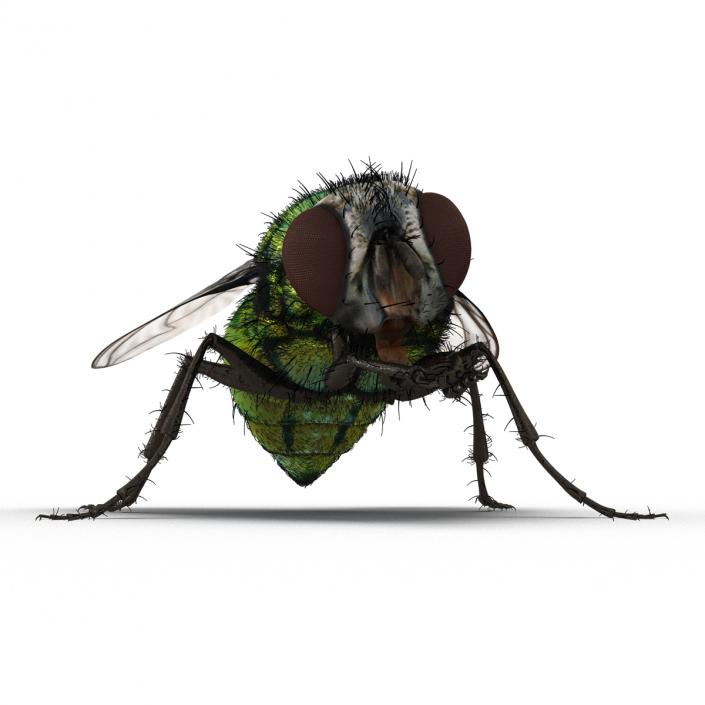 Green Bottle Fly Pose 2 with Fur 3D