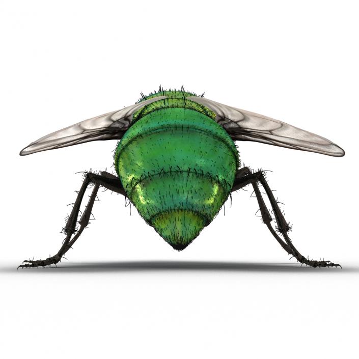 Green Bottle Fly Pose 2 with Fur 3D