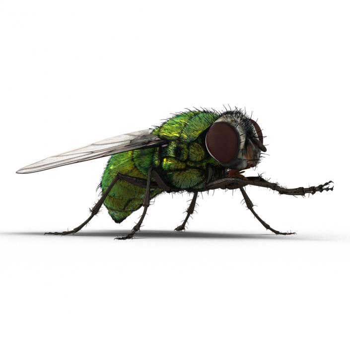 Green Bottle Fly Pose 2 with Fur 3D