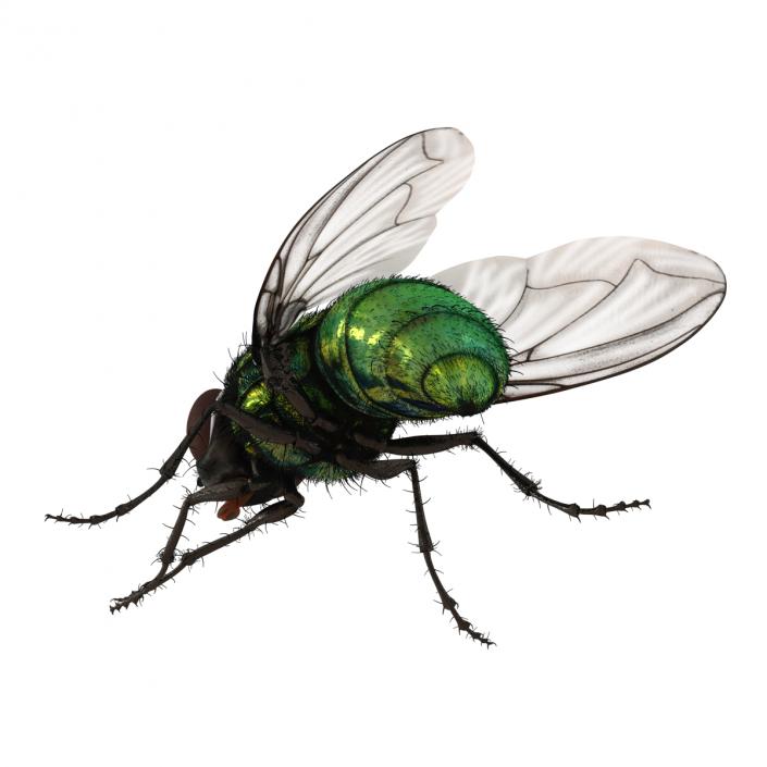 Green Bottle Fly Pose 2 with Fur 3D