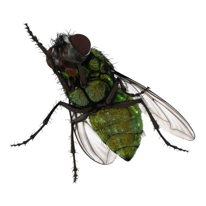 Green Bottle Fly Pose 2 with Fur 3D