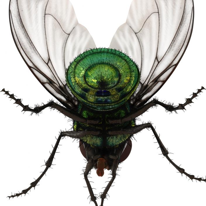 Green Bottle Fly Pose 2 with Fur 3D