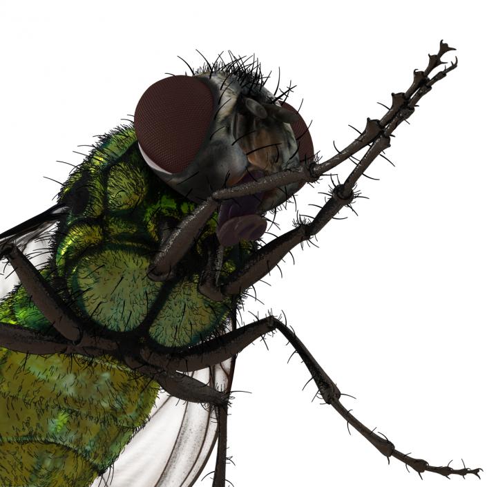 Green Bottle Fly Pose 2 with Fur 3D