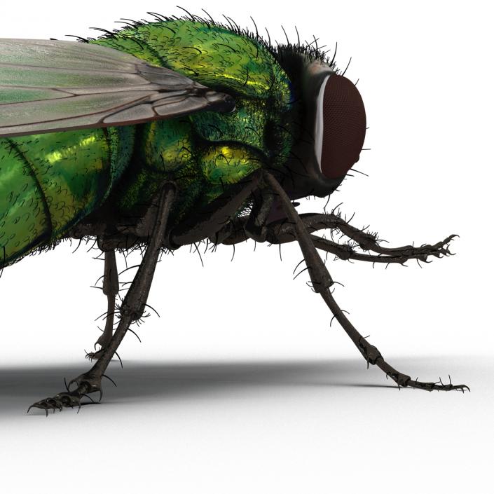 Green Bottle Fly Pose 2 with Fur 3D