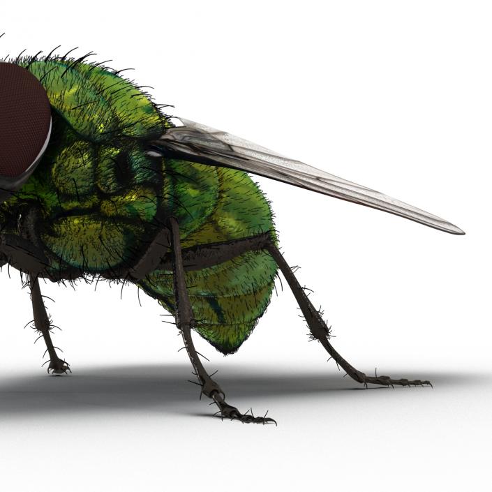 Green Bottle Fly Pose 2 with Fur 3D