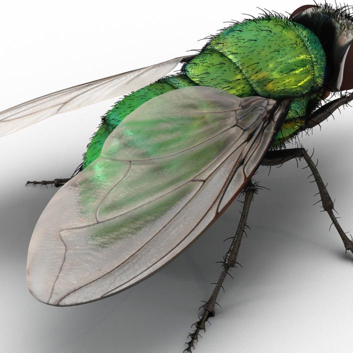 Green Bottle Fly Pose 2 with Fur 3D