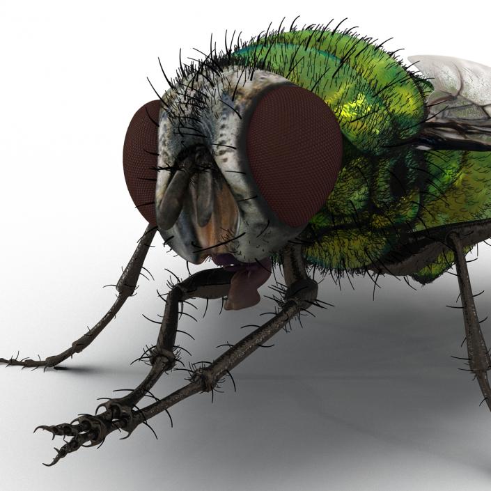 Green Bottle Fly Pose 2 with Fur 3D