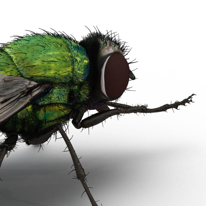 Green Bottle Fly Pose 2 with Fur 3D