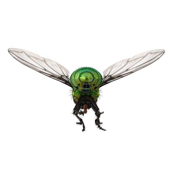 3D Green Bottle Fly Pose 3 model