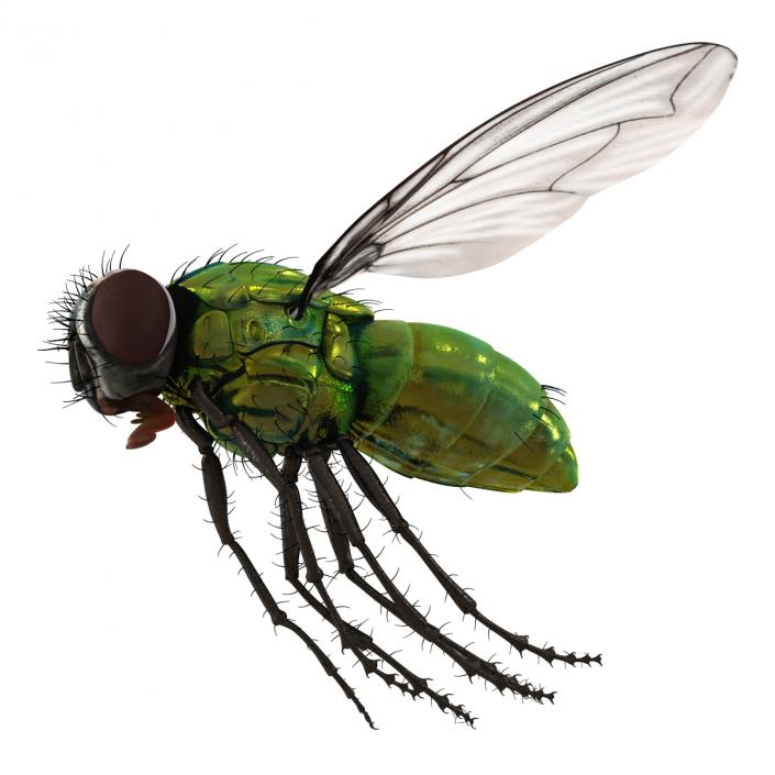 3D Green Bottle Fly Pose 3 model