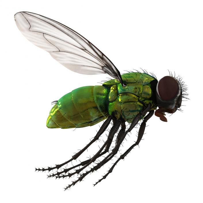 3D Green Bottle Fly Pose 3 model