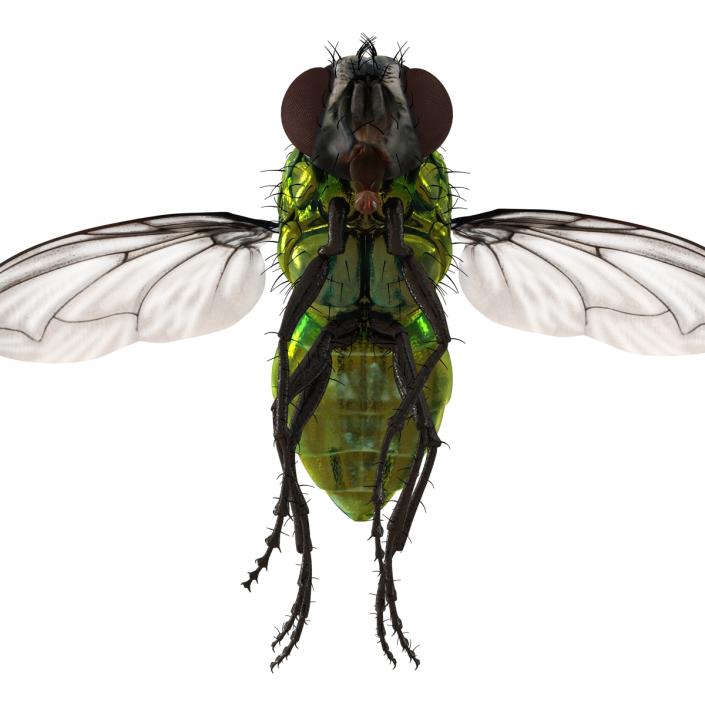 3D Green Bottle Fly Pose 3 model