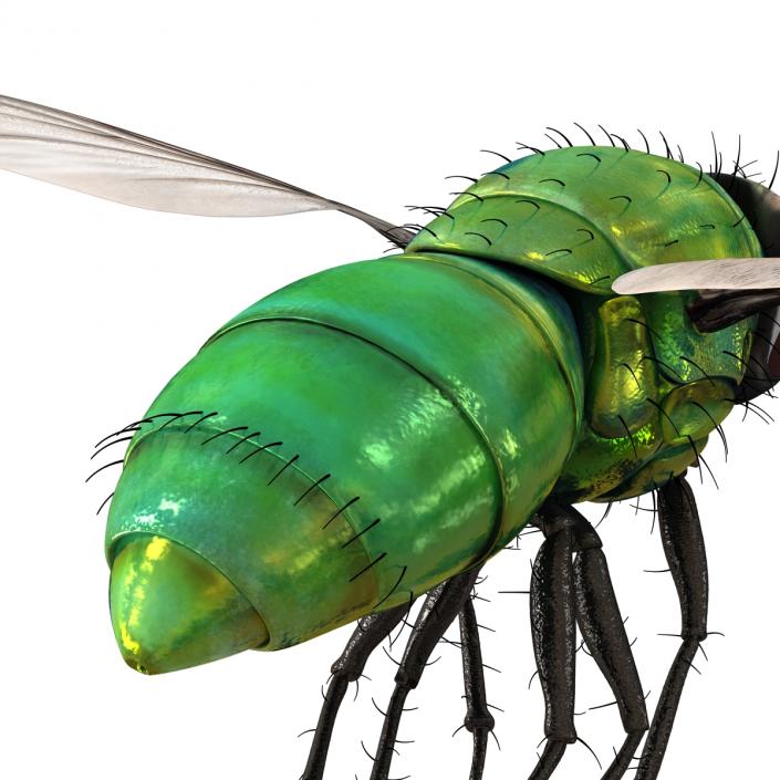 3D Green Bottle Fly Pose 3 model