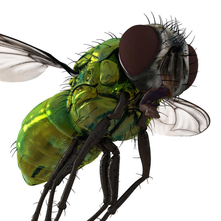 3D Green Bottle Fly Pose 3 model