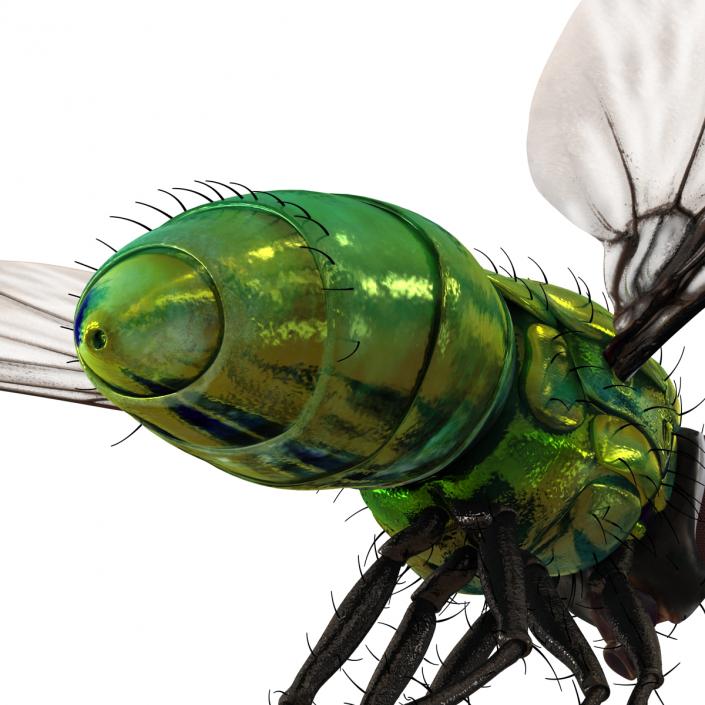 3D Green Bottle Fly Pose 3 model