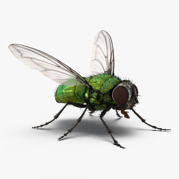 Green Bottle Fly Rigged with Fur 3D