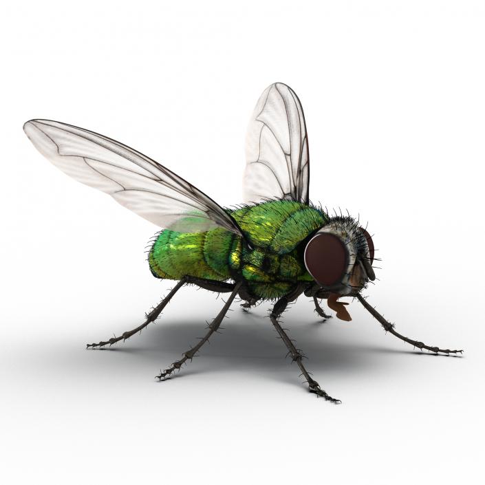 Green Bottle Fly Rigged with Fur 3D