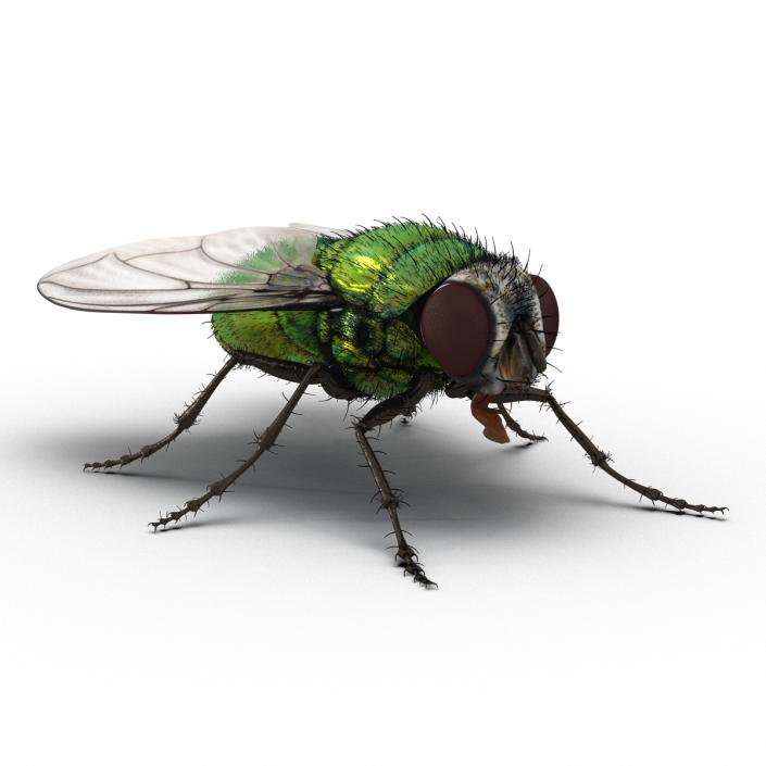 Green Bottle Fly Rigged with Fur 3D