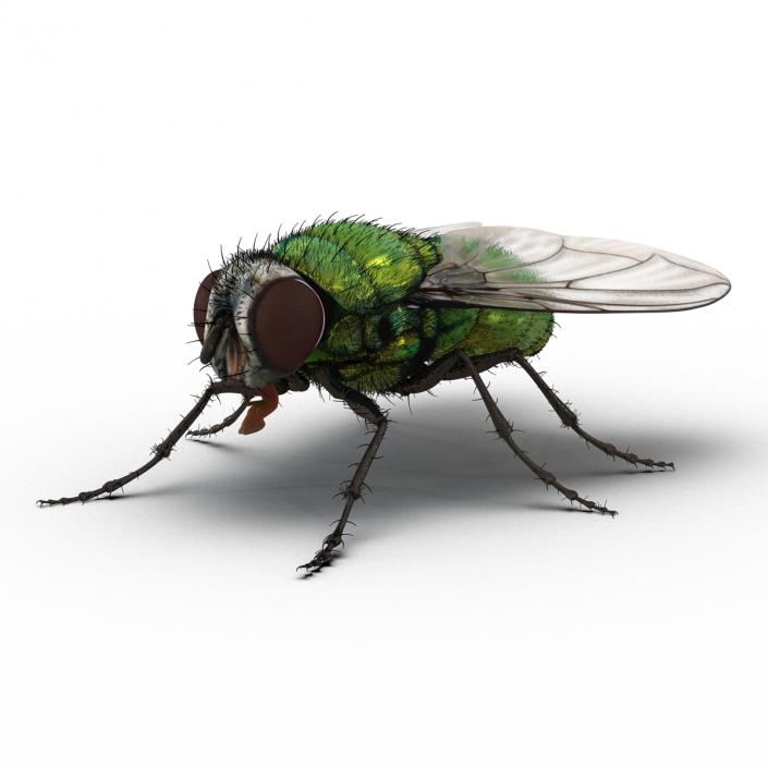 Green Bottle Fly Rigged with Fur 3D