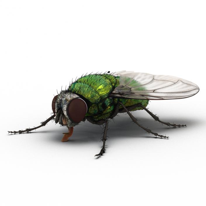 Green Bottle Fly Rigged with Fur 3D