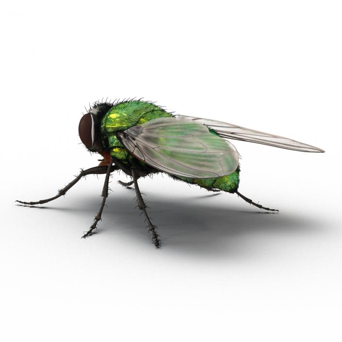 Green Bottle Fly Rigged with Fur 3D