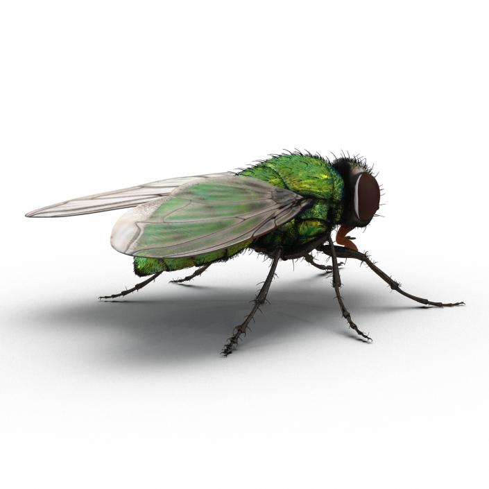 Green Bottle Fly Rigged with Fur 3D