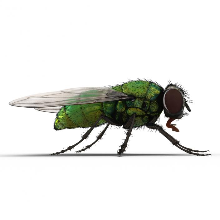 Green Bottle Fly Rigged with Fur 3D