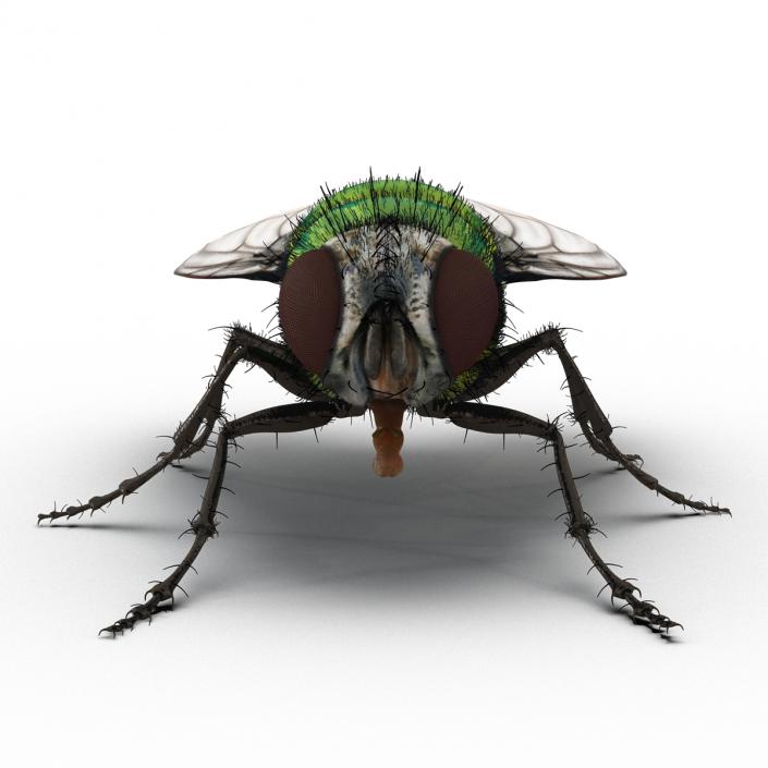 Green Bottle Fly Rigged with Fur 3D