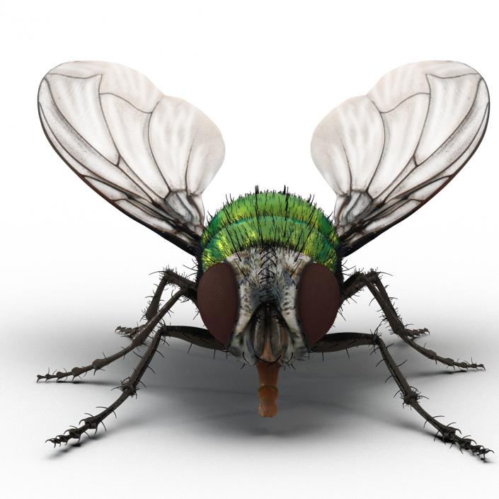 Green Bottle Fly Rigged with Fur 3D