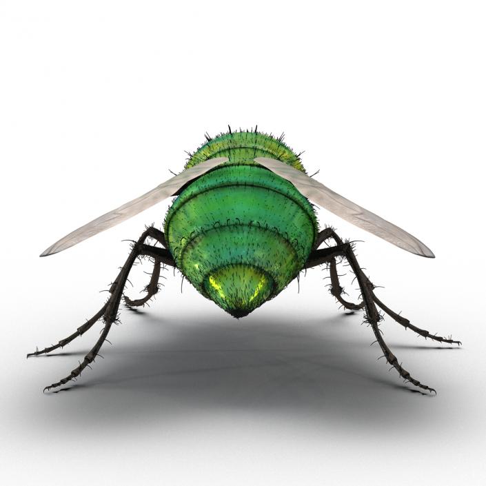 Green Bottle Fly Rigged with Fur 3D