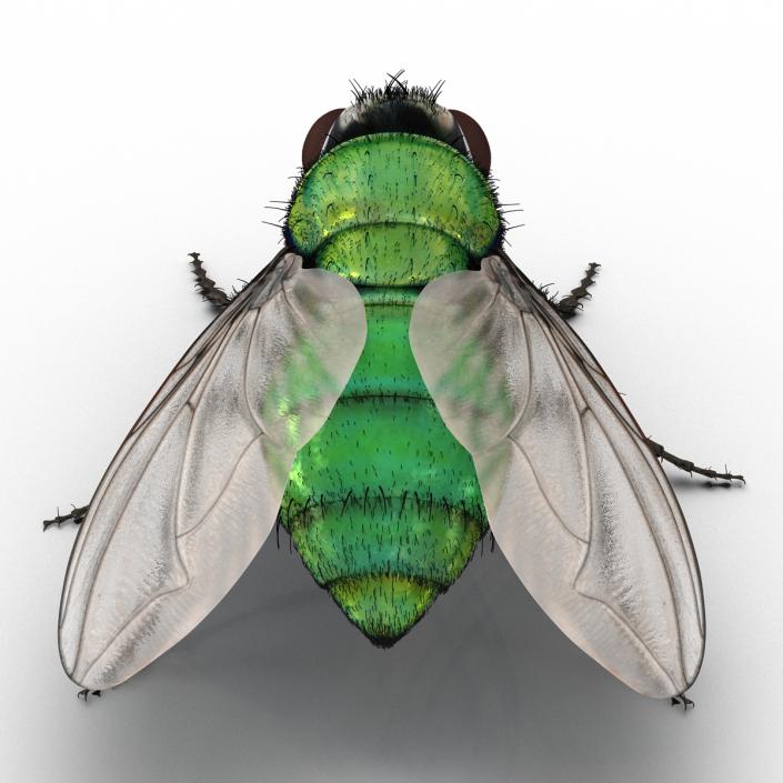 Green Bottle Fly Rigged with Fur 3D