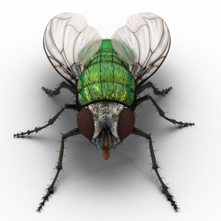 Green Bottle Fly Rigged with Fur 3D