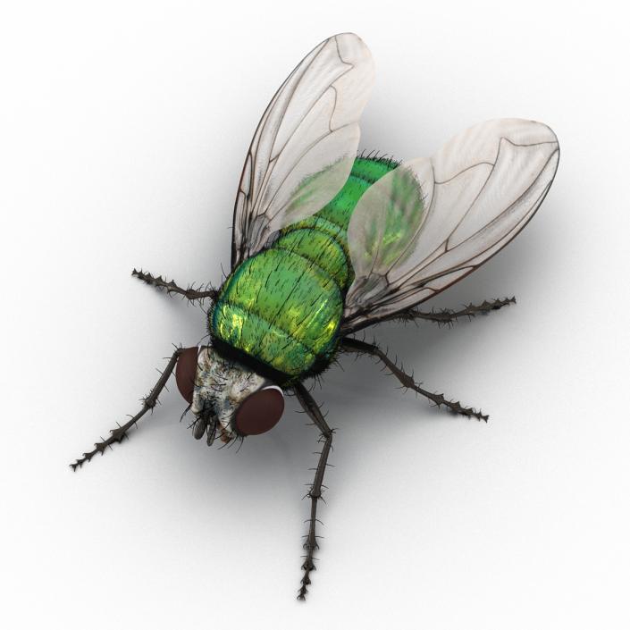 Green Bottle Fly Rigged with Fur 3D