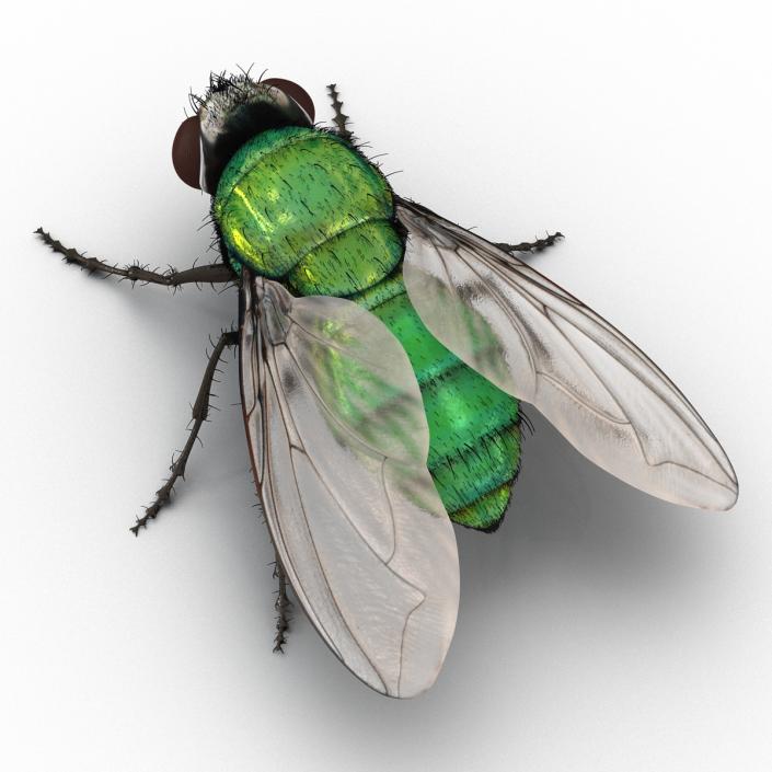 Green Bottle Fly Rigged with Fur 3D