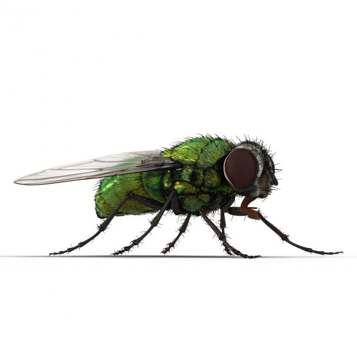 Green Bottle Fly Rigged with Fur 3D