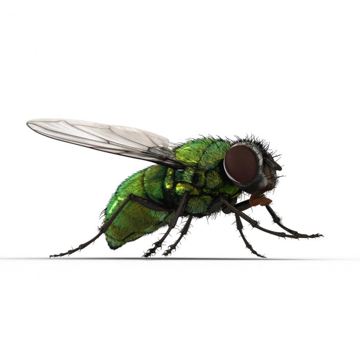 Green Bottle Fly Rigged with Fur 3D