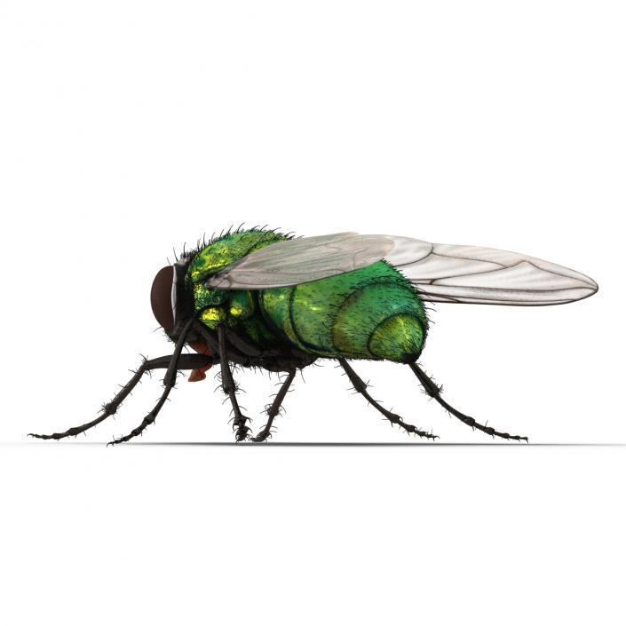 Green Bottle Fly Rigged with Fur 3D