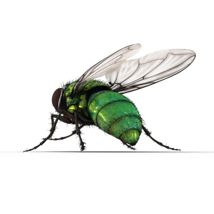 Green Bottle Fly Rigged with Fur 3D