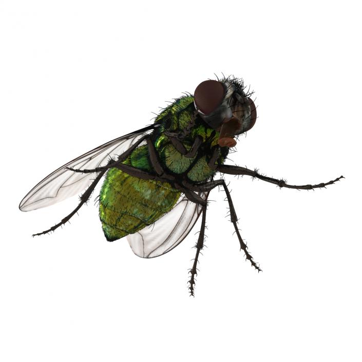 Green Bottle Fly Rigged with Fur 3D