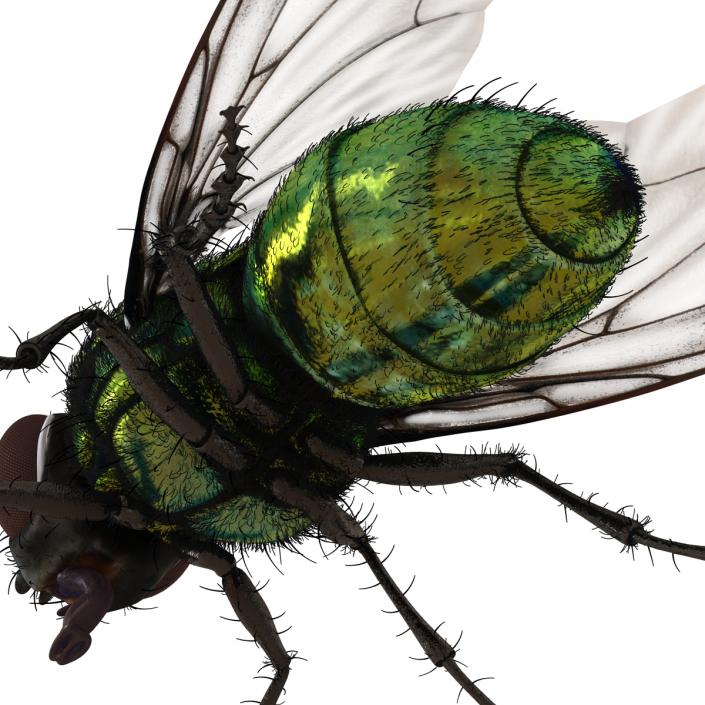 Green Bottle Fly Rigged with Fur 3D