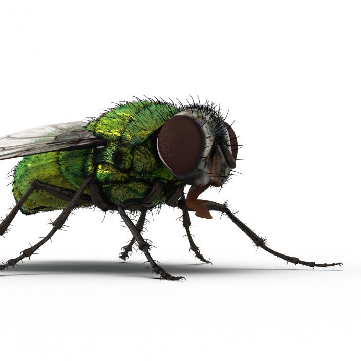 Green Bottle Fly Rigged with Fur 3D