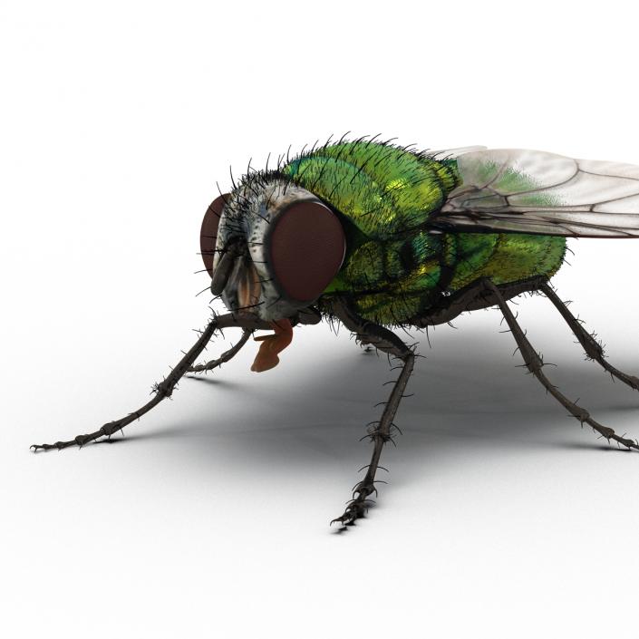 Green Bottle Fly Rigged with Fur 3D